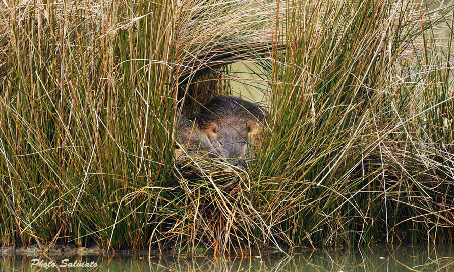 Siestaaa!!! Nutria - Marano Lagunare (UD)